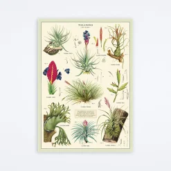 Air Plants Wrap