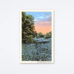 Bluebonnets Texas Postcard