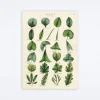 Botany Leaves Wrap