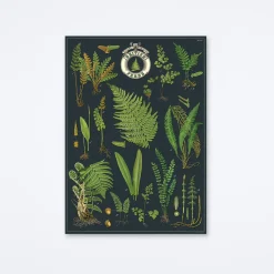 British Ferns Wrap