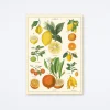 Citrus Wrap