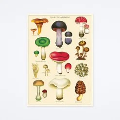 Mushrooms 2 Wrap