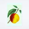 Peach Postcard